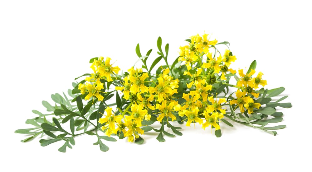 La ruda es conocida como una de las plantas más poderosas, a nivel medicinal y mágico, pues tiene atributos y propiedades usadas desde hace siglos. Realmente es una planta esotérica por excelencia, como podrás notar a continuación.