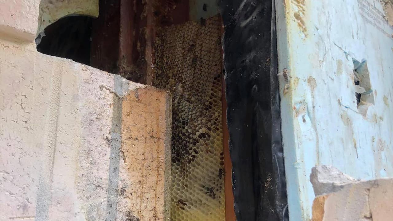La pareja tuvo que contratar a una empresa para que fuera a remover las abejas de la casa.