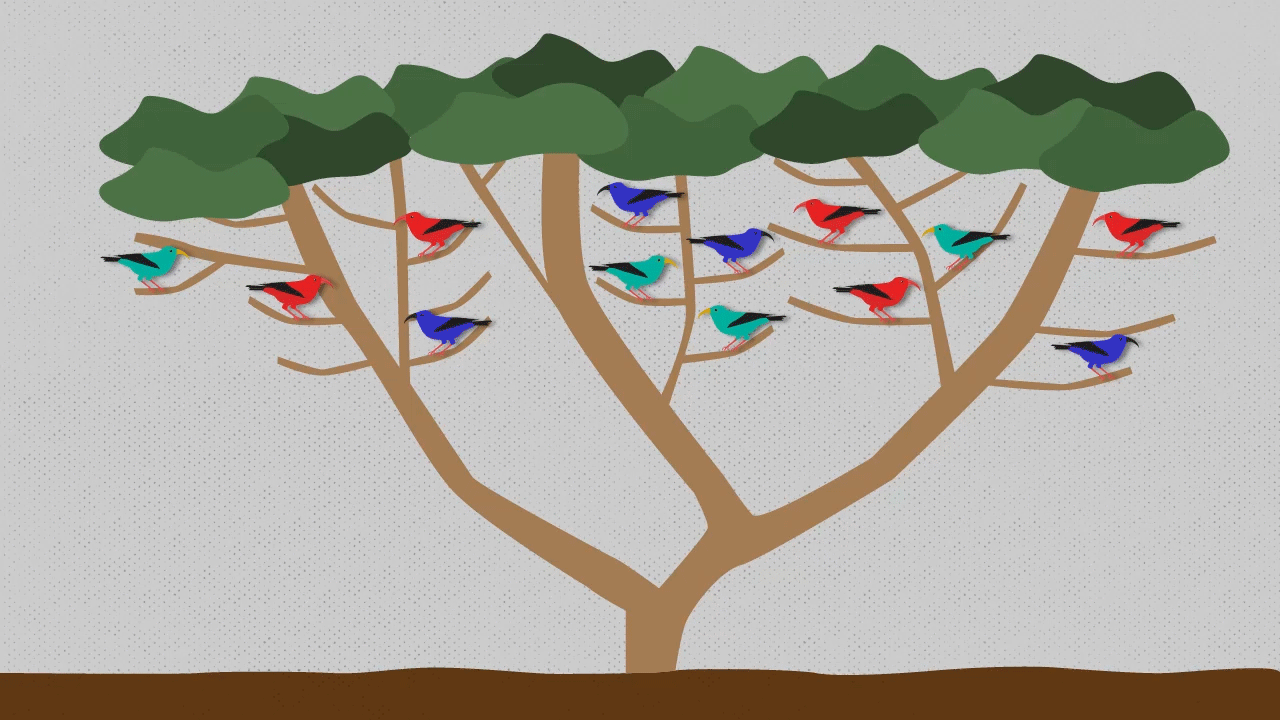 Las aves nativas de una isla de Hawaii ya no tienen dónde huir de los mosquitos
