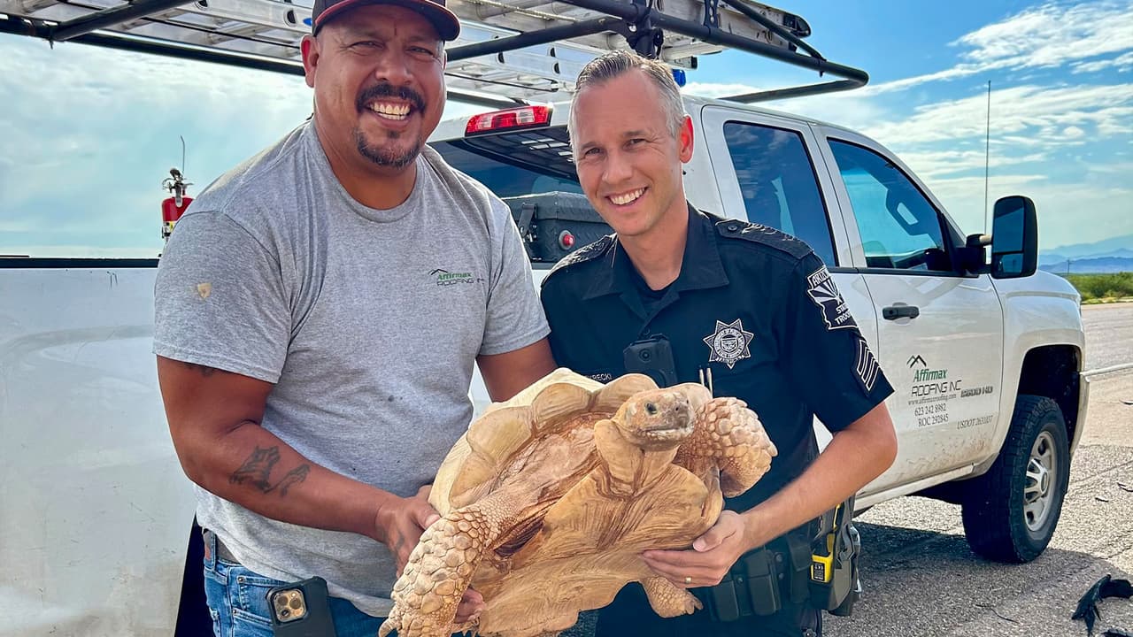 El 30 de julio, un automovilista preocupado llamó al 9-1-1 para informar que una
<b> tortuga grande intentaba cruzar la carretera </b>en la I-10 en dirección este cerca de Picacho Peak.