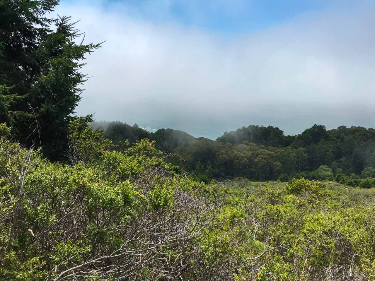 El área natural boscosa 'Tc'ih-Léh-Dûñ¡ con una extensión de 523 acres, contiene al menos 200 acres de arboles denominados secuoyas costeras de crecimiento antiguo, y un hábitat de especies en peligro de extinción que ahora serán protegidas por la tribu nativa.
