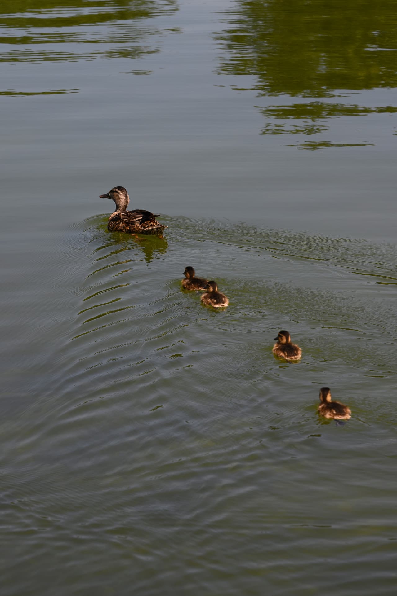 Una pata y sus patitos nadan en el estanque.