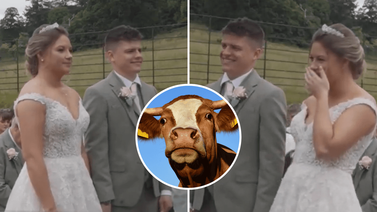 “Intervención bovina”: una vaca se ‘opone’ a un matrimonio y el momento se hace viral