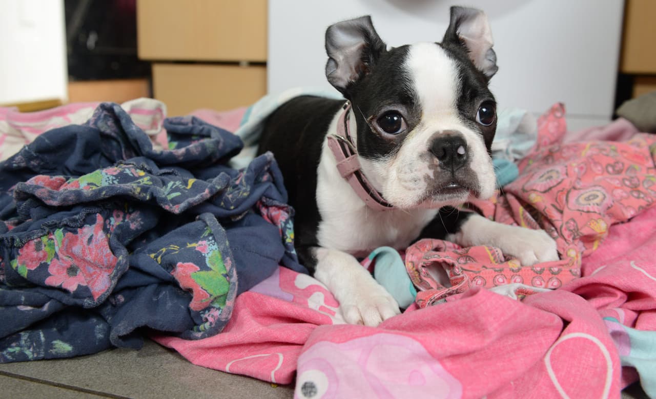 ¡Ahora tendrán mucho más cuidado cada vez que pongan a secar ropa!