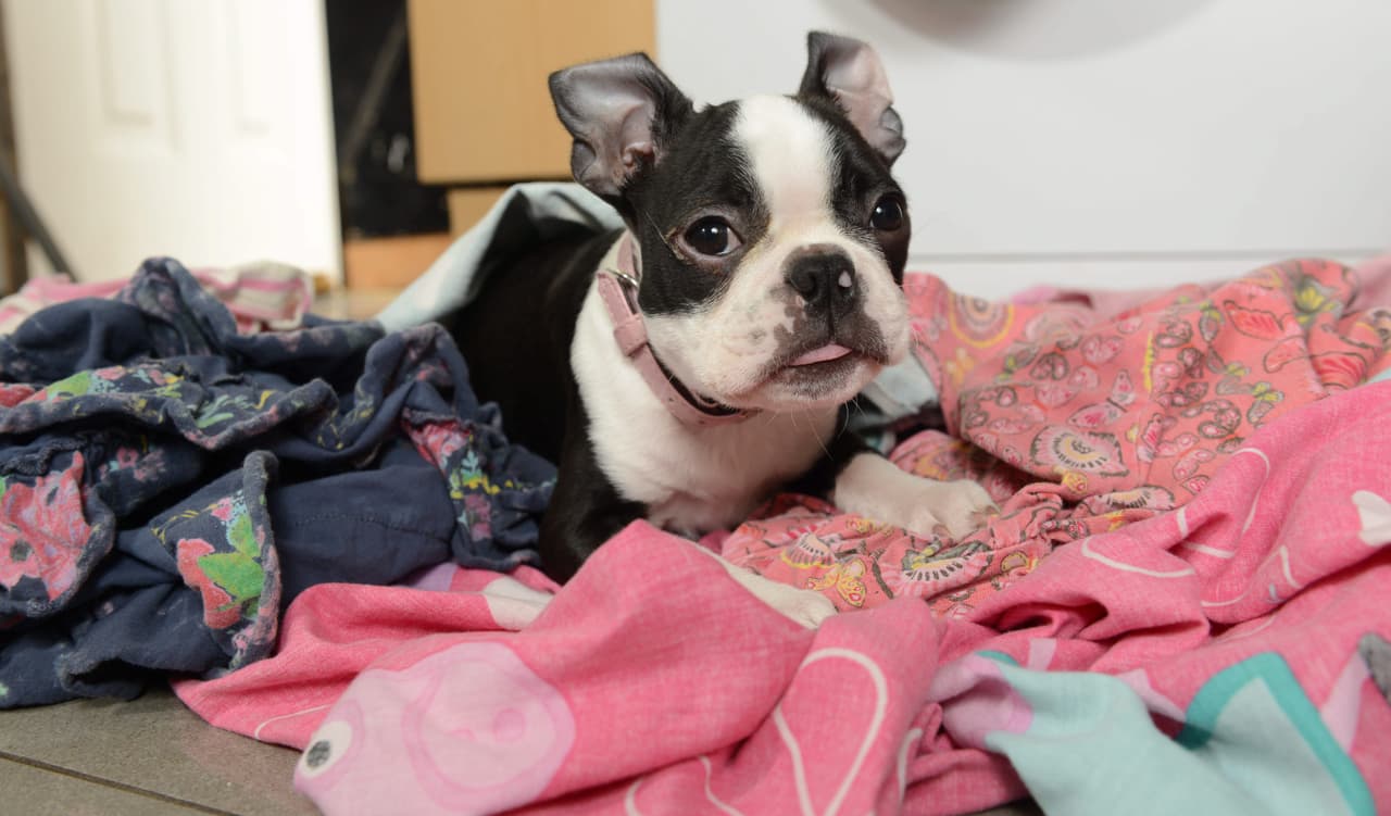 No cabe duda de que esta perrita es una sobreviviente natural.