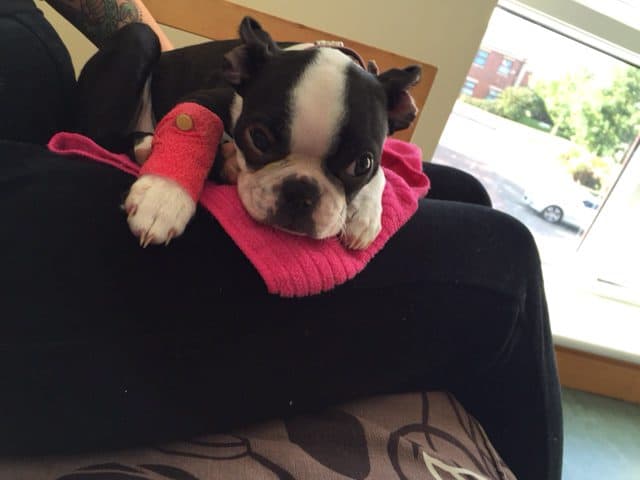 Sin embargo, milagrosamente la cachorra escapó con sólo raspones en la pancita, el hocico y sobre uno de sus ojos.