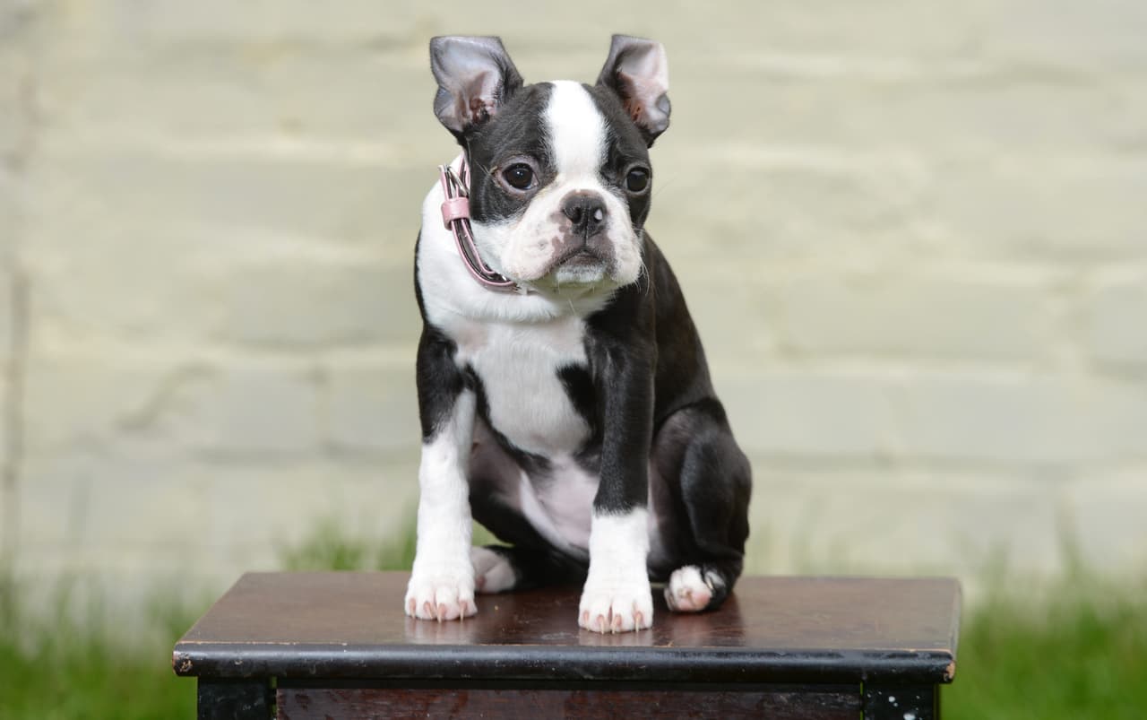 Al ver que no reaccionaba, tomó las llaves del auto y se dirigió con los veterinarios.