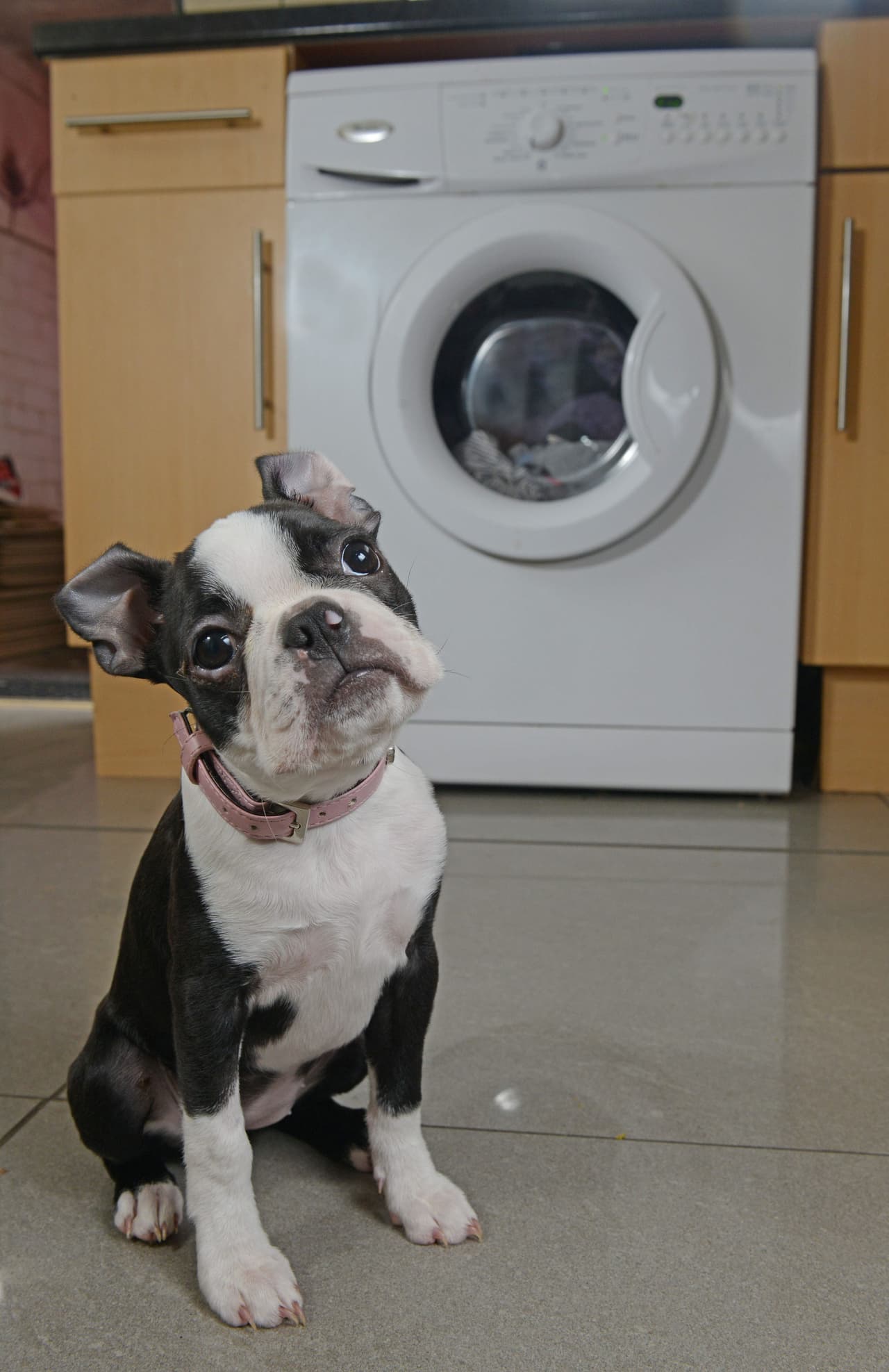 Christine levantó la tapa de la secadora y fue ahí donde encontró a la perrita, muy caliente.