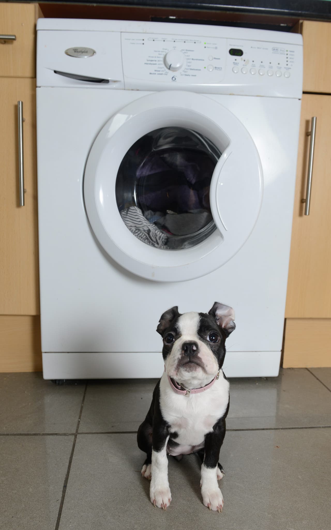 Ella fue puesta en la secadora, ¡durante 30 minutos!