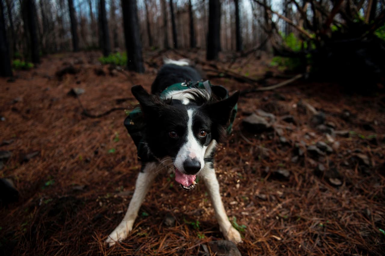 Olivia, Das y Summer son recompensadas con comida al completar la dispersión de semillas de una mochila mientras se vuelven a cargar para otra ronda.