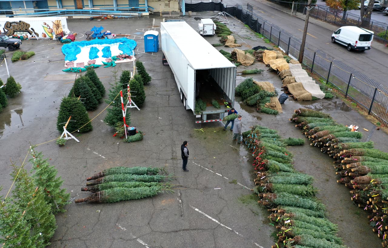 Por ejemplo, las personas en los Grandes Lagos prefieren los pinos y abetos escoceses nativos. En el oeste, la región ofrece una variedad de abetos, como el abeto noble.