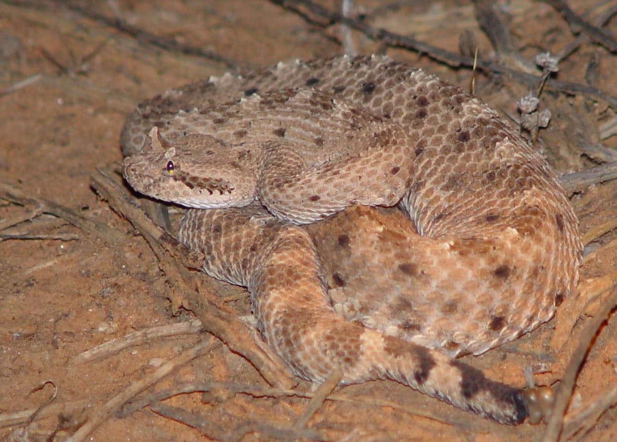 Si una persona es mordida por una serpiente, debe mantener la calma, quitarse cualquier joya que lleve puesta en el lugar de la mordida, reducir la actividad física, inmovilizar el área afectada y mantenerla al nivel del corazón, recomienda el departamento de Caza y Pesca de Arizona.