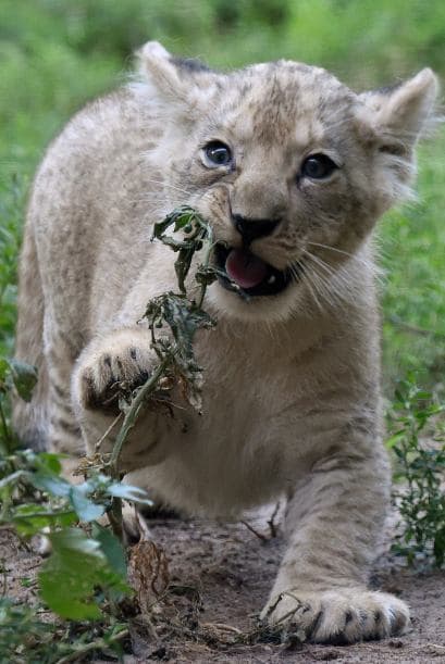 Un pequeño león explora el mundo y nos alegra la mirada con su inocencia.