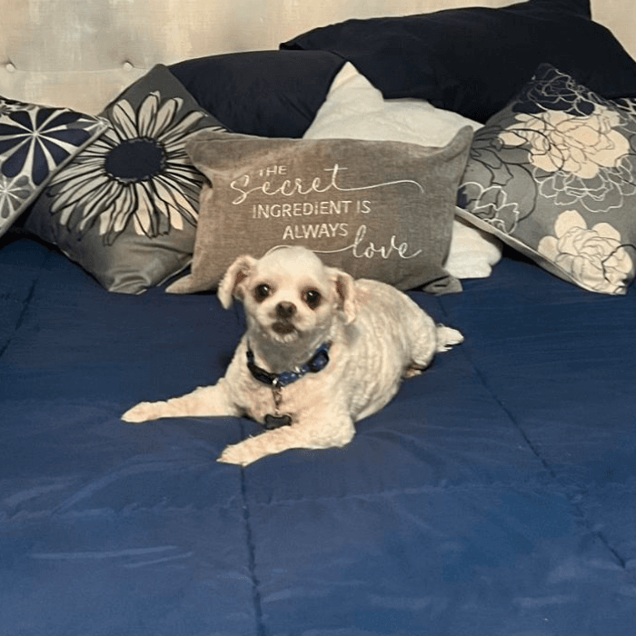 Chompiras Celón de cinco años está muy cómodo hoy en la cama de sus papás