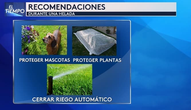En una helada se recomienda: proteger a tus mascotas, no las dejes afuera; proteger tus plantas y cerrar el riego automático para no congelar tu pasto.