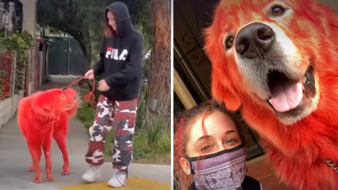 ¿Clifford, eres tú? No, su nombre es Dan y su dueña tiene más de una explicación para pintarle el pelo