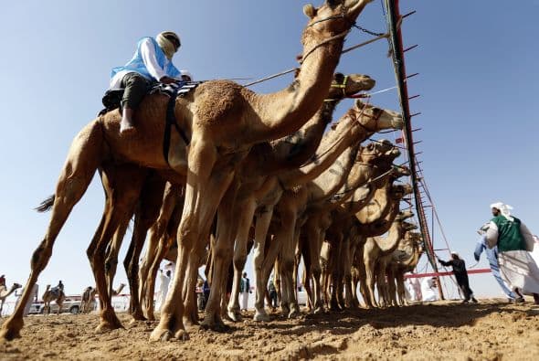 El Festival AMazain Dhafra Camel Festival, que atrae a participantes de toda la región del golfo, incluye un concurso de belleza de camellos, exhibiciones de artesanía y otras actividades.