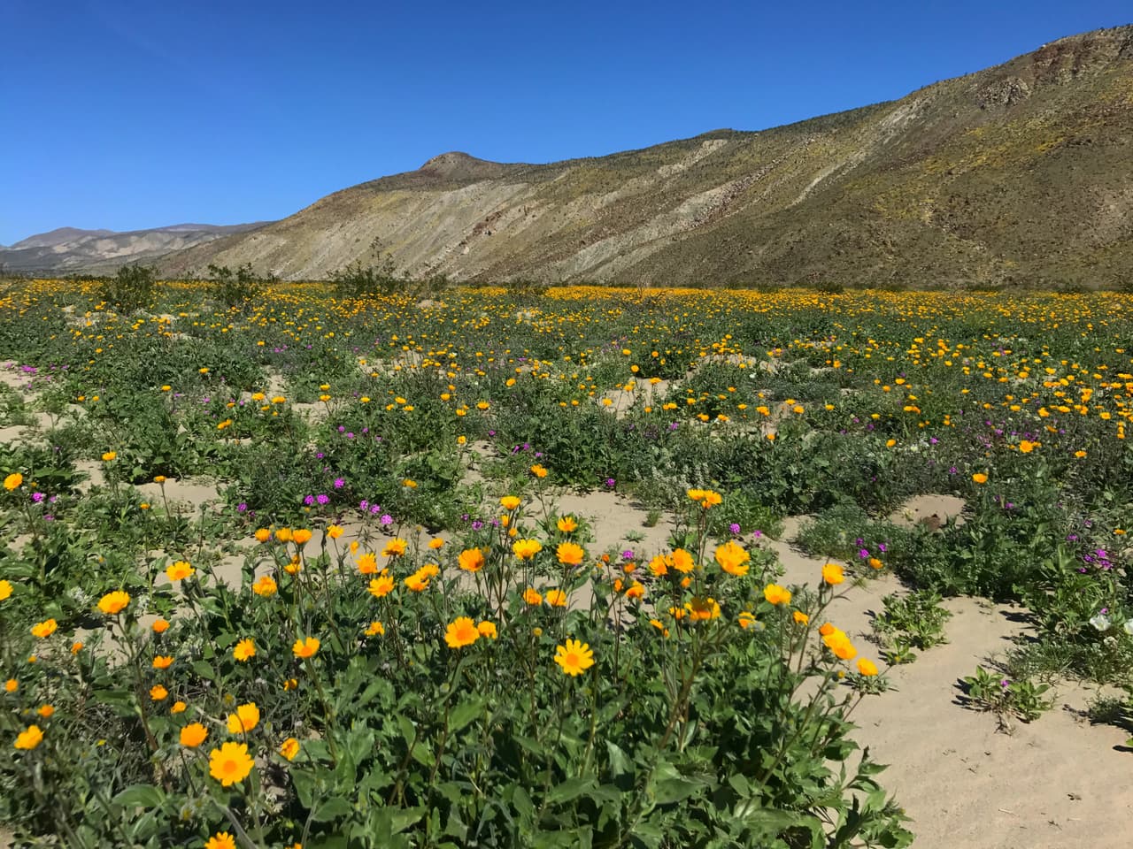 Entre las flores más comunes que se encuentran durante un ‘superbloom’ están la verbena de arena, los girasoles, los dientes de león del desierto y la lavanda.