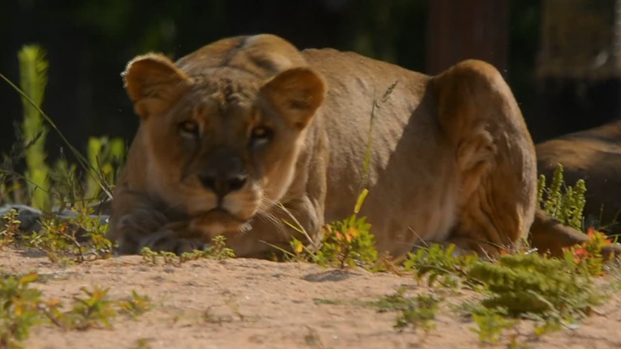 <b>En video:</b> Los cuatro leones del zoológico de Barcelona dan positivo al coronavirus. Las leonas Zala, Nima, Run Run y el león Kiumbe fueron evaluados luego de que presentaran síntomas leves similares a una gripe. Los cuatro animales han sido los únicos del recinto que han dieron positivo al virus.
