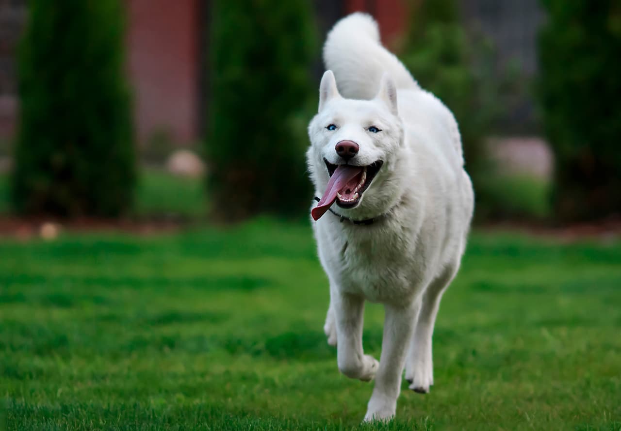 Criador responsable. Ellos proveen un ambiente amoroso y saludable a los cachorros; además, muestran los papeles que prueban cómo fueron tratados los papás del animalito. ¡Esto habla de la responsabilidad y la confianza del criador!
