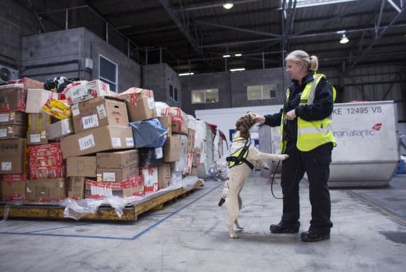 Es importante agradecer el valor que tienen y darles un buen cuidado, incluso en su entrenamiento.