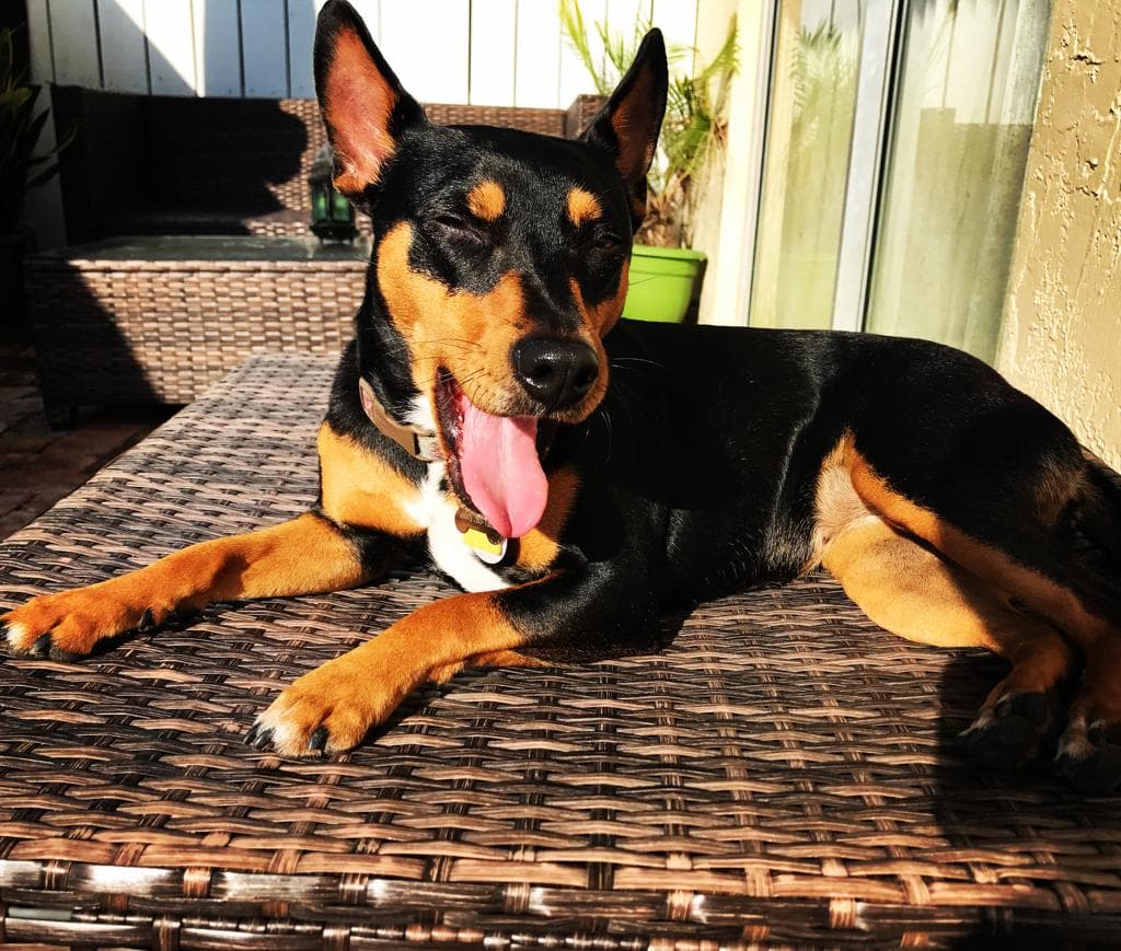 Pinta una Rat Terrier, es una hija más para Ana, quien dice que “sólo le falta hablar”.