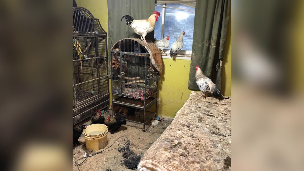 En la casa habían gallos, loros, gansos, perros, gatos, cerdos y lagartos.