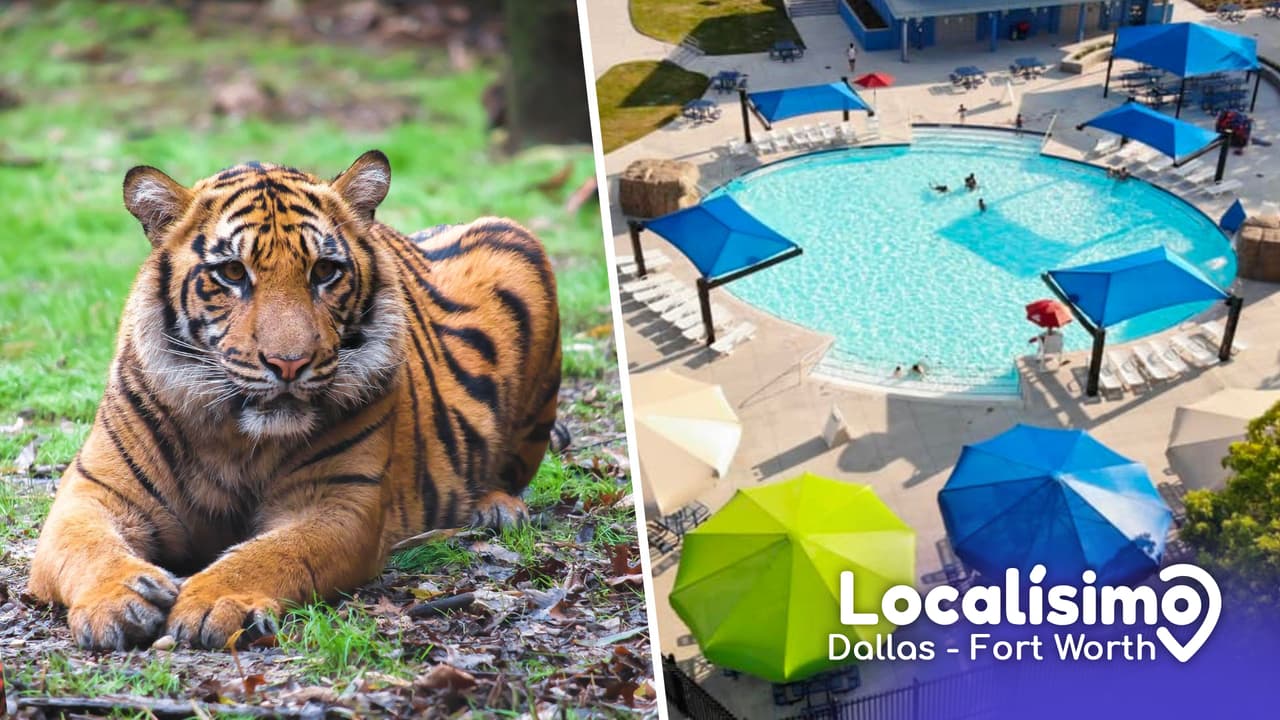 Para niños y adolescentes: Miles de entradas gratis para las atracciones más emblemáticas de Dallas, encuentra aquí toda la información