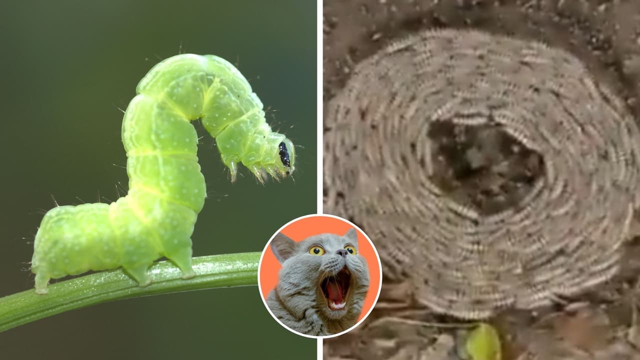 Primero ovejas, después orugas: Captan a insectos caminando en círculos e Internet enloquece