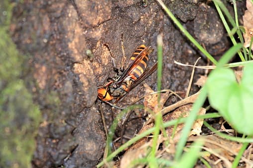 Este es un ‘avispón asesino’. Tienen rayas marrones y naranjas que cubren su abdomen.