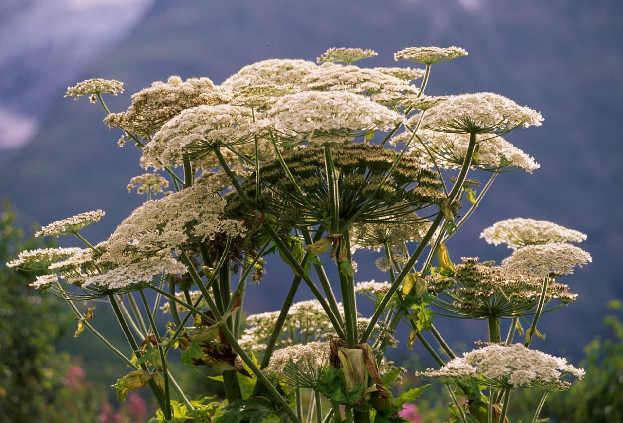 Esta planta invasiva es conocida como perejil gigante y bautizada por los científicos como 
<i>Heracleum Mantegazzianum</i>. Mide entre 2 y 5 metros, tiene hojas grandes y una exótica y bella copa llena de flores blancas que en otros siglos se comercializaba como planta de decoración. 
<br>