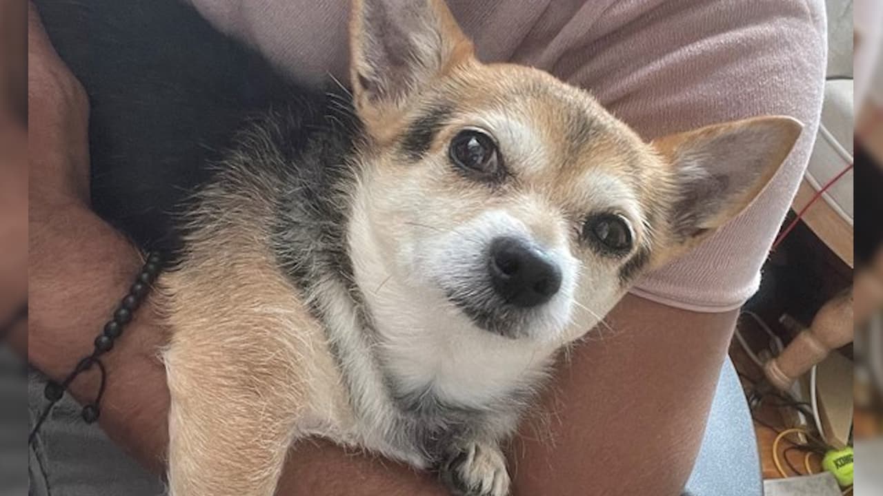 NYPD busca a 'Mango', la perrita que tres presuntos ladrones le arrebataron a su víctima, al ver que no tenía dinero