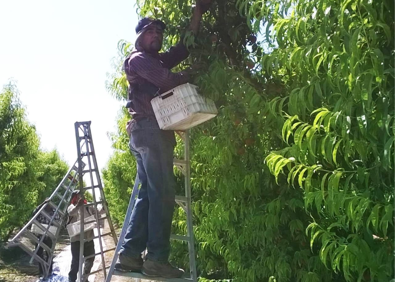 <b>Él es Victor Manuel en las cercanías de Laton</b>, pizcando duraznos.