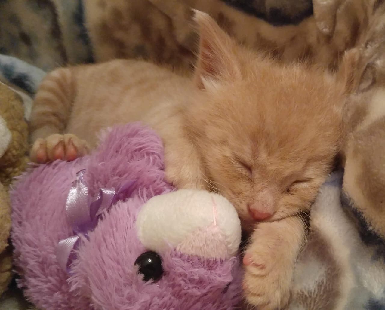 Cerca de 90 perritos y gatitos recién nacidos son atentidos por la Sociedad Humana de San Antonio.