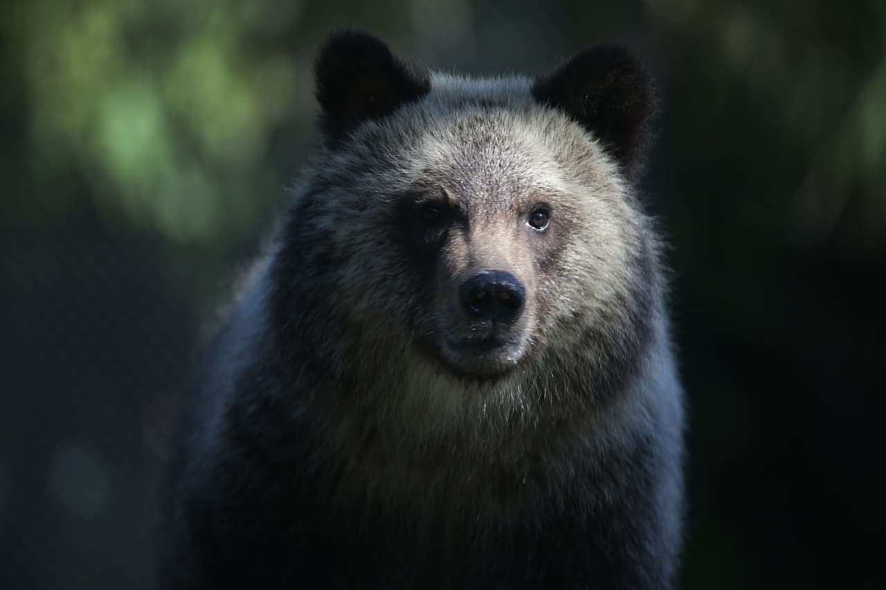 El rostro de un oso pardo con su típico pelaje con puntas platinadas.