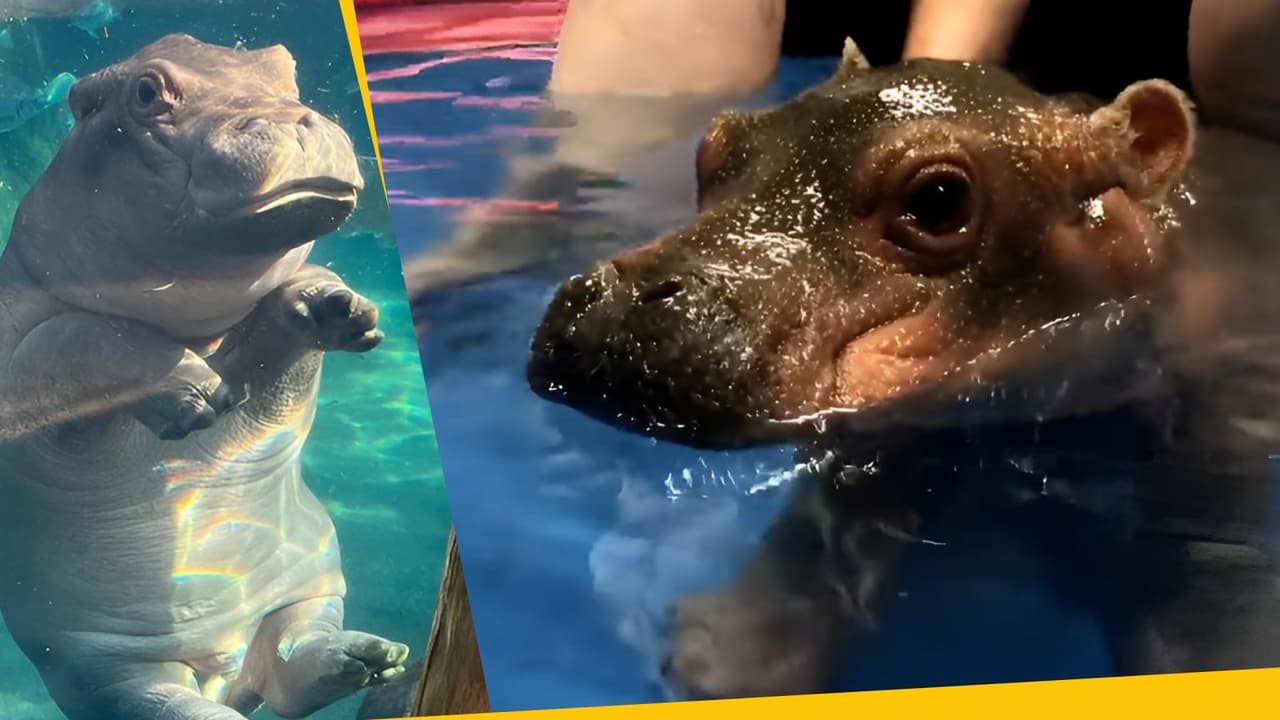 Esta bebé hipopótama es una celebridad: peleó para salvar su vida