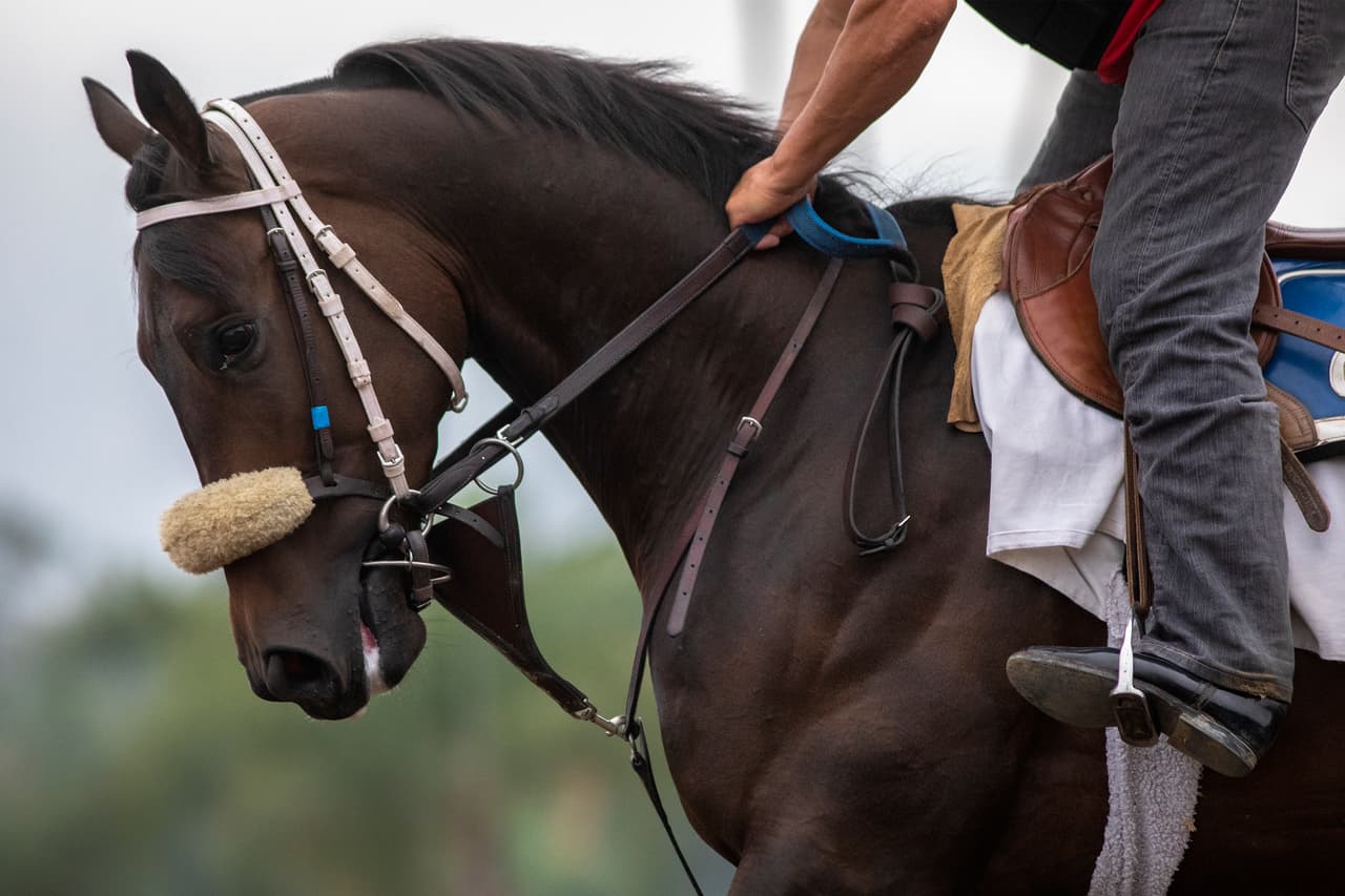 Además puede montar a caballo solo o con las personas que vive en la misma casa.