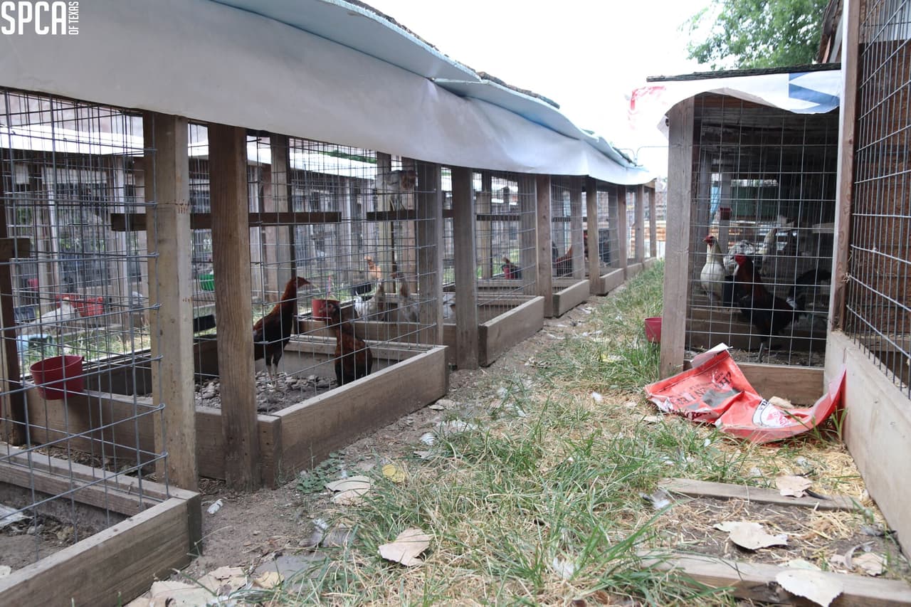 El investigador de la SPCA de Texas observó parafernalia de peleas de gallos.