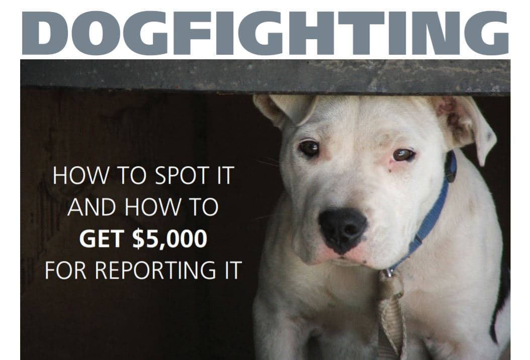 Las lesiones típicas que sufren estos animales son hematomas severos, heridas profundas y huesos rotos. A menudo mueren por pérdida de sangre, deshidratación, agotamiento o infecciones.