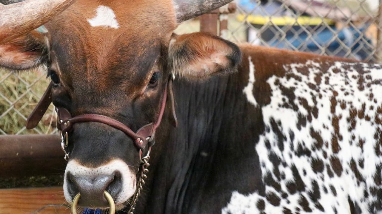 <b>Precio del pase diario para la Feria Estatal de Texas 2023:</b>
<br>👉🏻
<b>De lunes a jueves</b>, el pase tiene un costo de $10 para niños y adultos mayores, y $15 para adultos.
<br>👉🏻
<b>Los viernes</b>, la entrada para un día tiene un costo de $15 para niños
<b>(De 3 a 12 años, menores de 3 años no pagan) </b>y adultos mayores, y $20 para adultos.
<br>👉🏻
<b>Sábados y domingos</b>, la misma entrada tiene un costo de $18 para niños y adultos mayores, y $25 para adultos.
<br>🤠
<b>Descuento especial de Oncor</b>: Después de las 5 de la tarde, todos los adultos pagan igual que los niños, cualquier día de la semana.
<b>No hace falta un código especial, esta oferta aplica en línea y en las taquillas</b>.