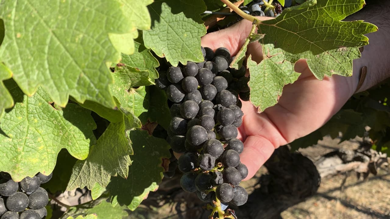 Lo despidieron a la hora del almuerzo con un traductor: uno de los seis empleados cesados en un viñedo de Trump