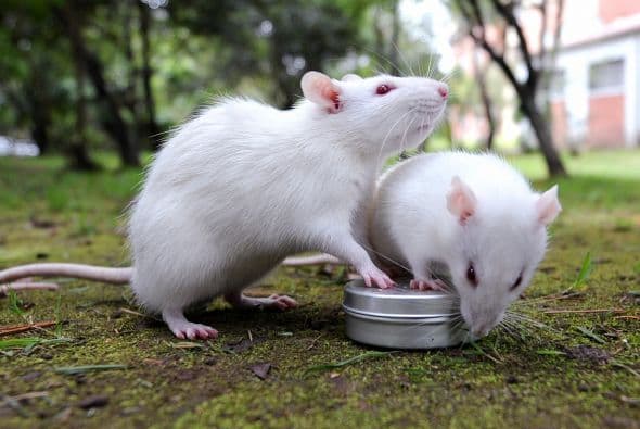 “Eso depende de la cantidad de comida disponible para ellos y dónde”, dijo a AP Matt Frye, especialista en control de plagas del estado de Nueva York, que trabaja en la Universidad de Cornell.
<br>