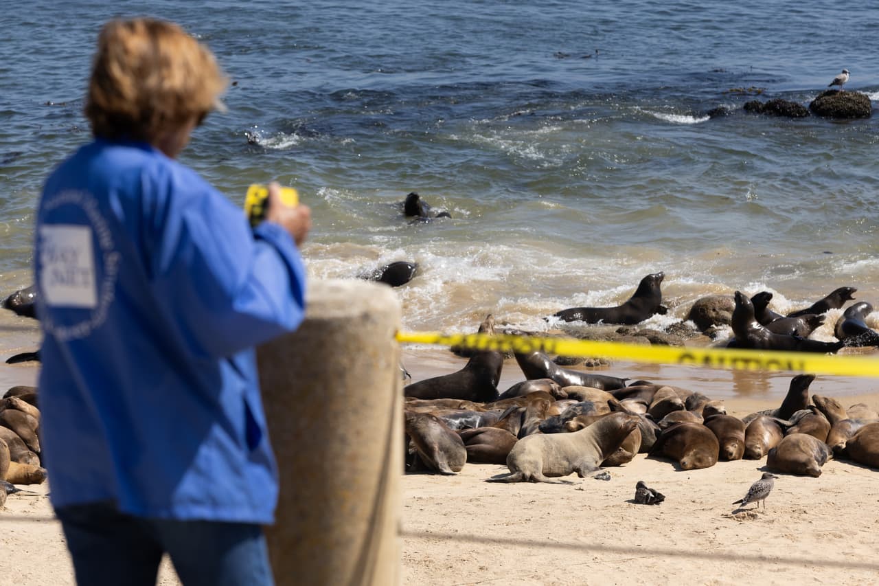 Cientos de leones marinos se han apoderado de una playa de Monterey, lo que obliga a los funcionarios a cerrar la playa a los humanos por tiempo indefinido.
<br>