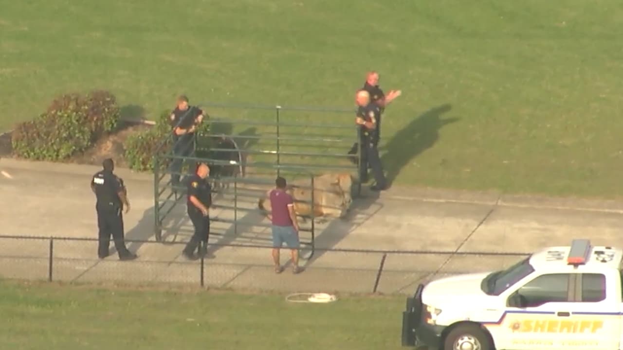 Las autoridades dijeron que se reportó un accidente relacionado con la vaca.