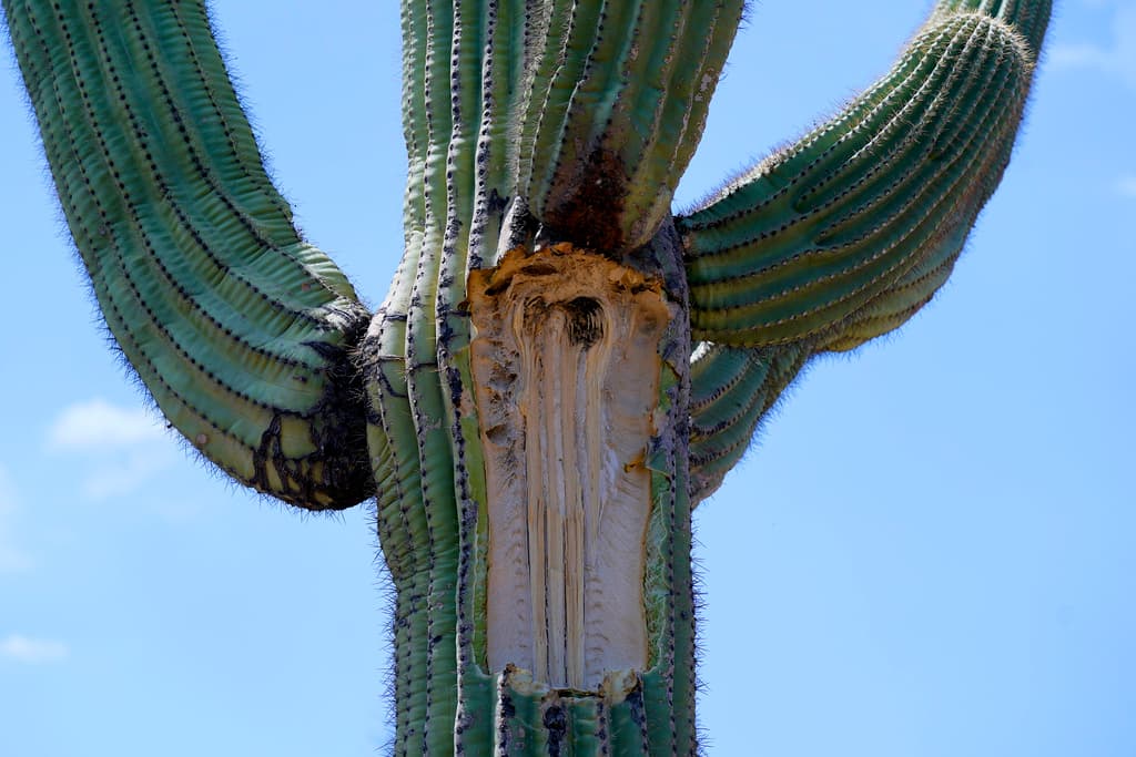 La intensa ola de calor que se ha vivido este verano en varios condados de Arizona, ha sido devastadora también para las plantas que normalmente prosperan en el desierto como el saguaro.