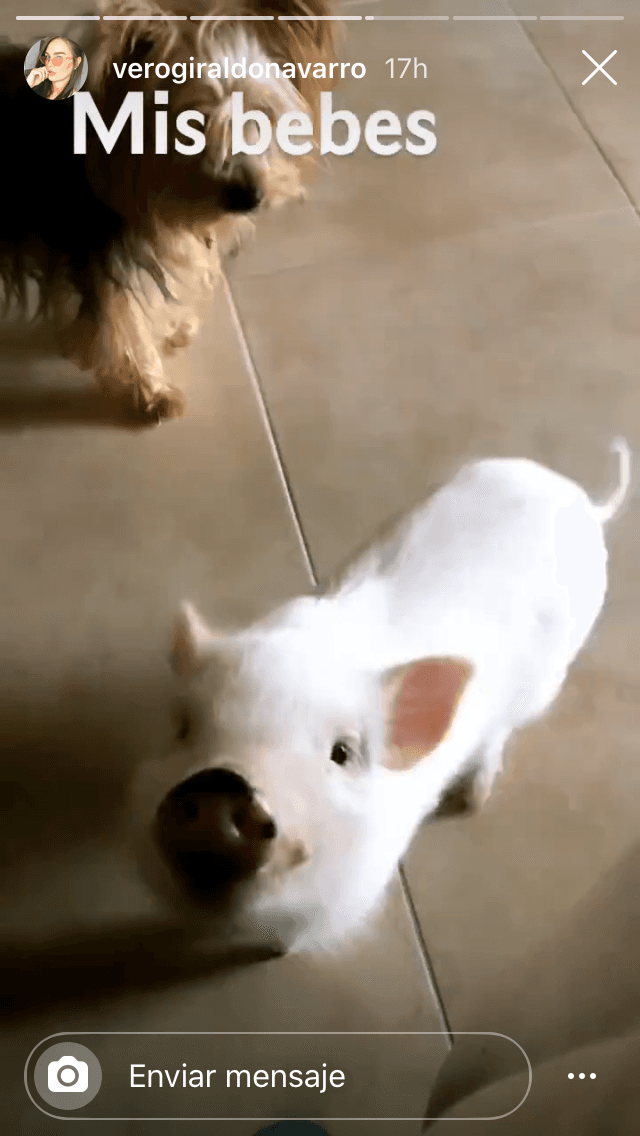 En sus historias de Instagram ha compartido cómo lleva la convalecencia y la compañía que le han hecho sus mascotas. 
<br>