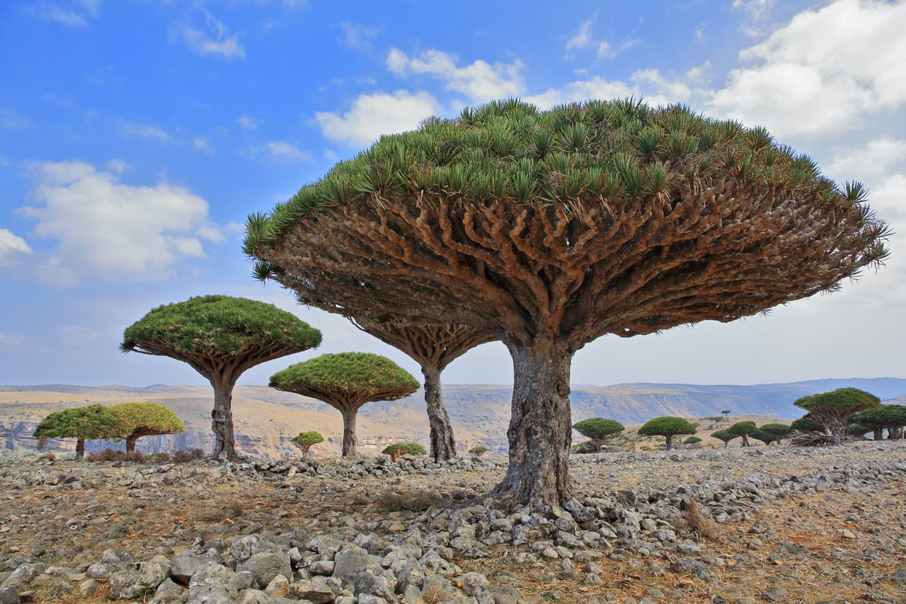 Los árboles con forma de paraguas en Socotra, una isla de Yemen en el mar Arábigo. Se conocen como ‘árboles de sangre de dragón’ y su nombre proviene de la resina roja que produce, buscada antiguamente por sus propiedades medicinales.