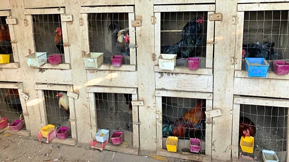 Decomisan más de 600 aves durante pelea de gallos que violó el toque de queda de California