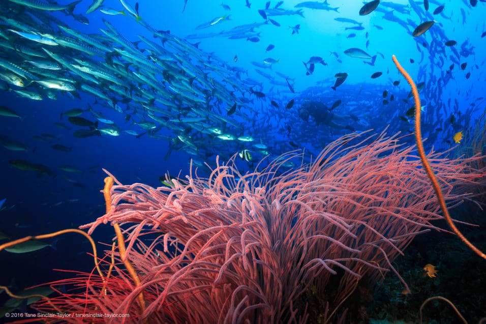 Despite overfishing and pollution, scientists have identified some reefs as models of good health, even ones frequented by large human populations. Experts call them "bright spots," like this one in Kimbe Bay, New Britain, Papua New Guinea