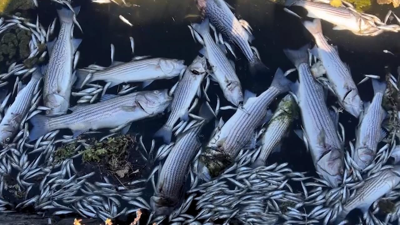 <b>Mira también: </b>El mayor crecimiento de algas de que se tenga registro en el Lago Merritt, que se conecta con la Bahía de San Francisco, ha provocado la muerte de miles de peces y otras especies marinas. Los expertos dicen que las aguas residuales y las altas temperaturas en la zona son las causantes de la ‘marea roja’ y que las pérdidas son incalculables. Sigue las últimas noticias en 
<a href="https://www.univision.com/noticias" target="_blank">Univision</a>.